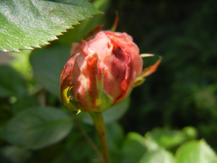 Rose Pleasure (2014, May 13)