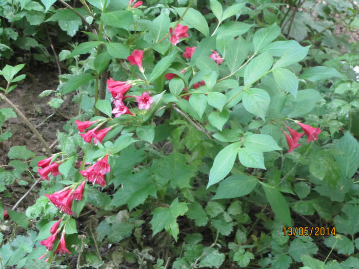 Weigela - Pe linga bloc
