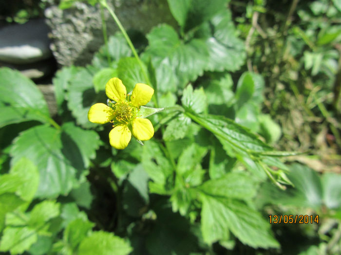 Geum urban - 05-Geum Coccineum o floare comoda