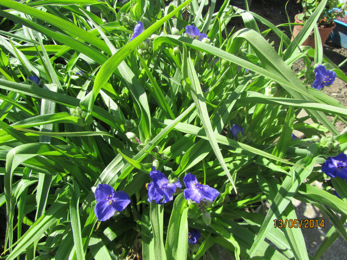 IMG_2698 - Flori de gradina-2014 Primavara