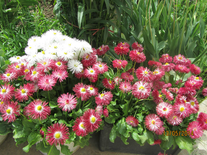 IMG_2721 - Flori de gradina-2014 Primavara