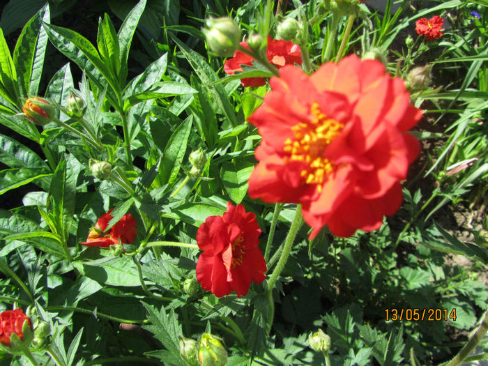 IMG_2697 - Flori de gradina-2014 Primavara