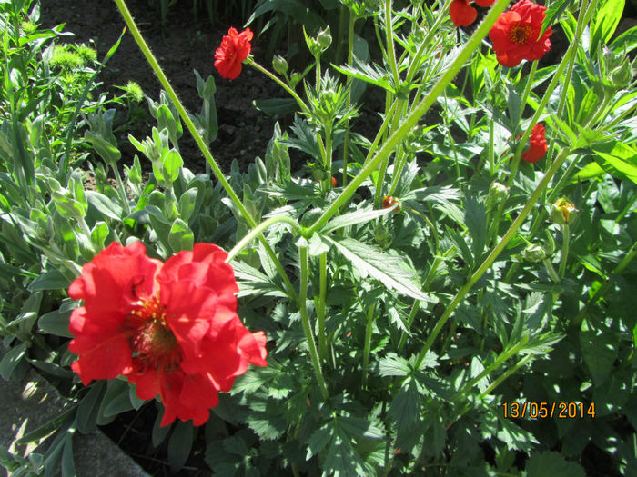 IMG_2711 - Flori de gradina-2014 Primavara