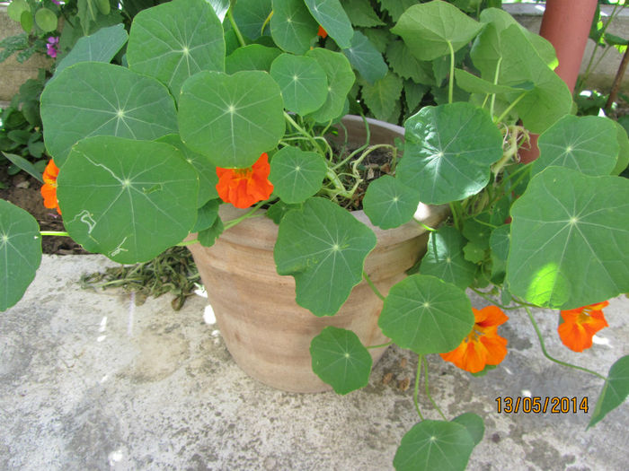 IMG_2713 - Flori de gradina-2014 Primavara