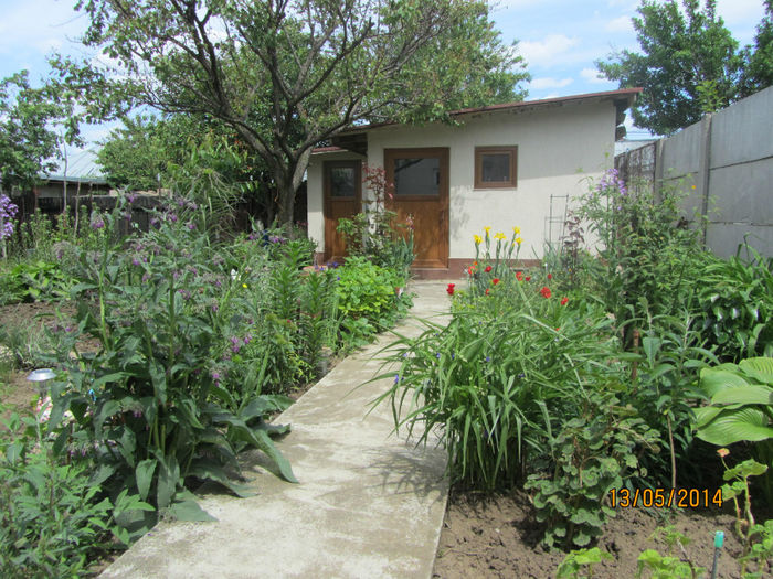 IMG_2714 - Flori de gradina-2014 Primavara
