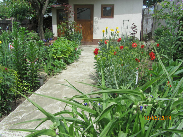 IMG_2715 - Flori de gradina-2014 Primavara