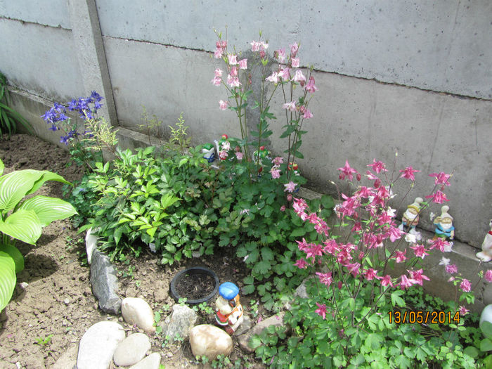 IMG_2716 - Flori de gradina-2014 Primavara