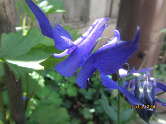 IMG_2631 - Flori de gradina-2014 Primavara
