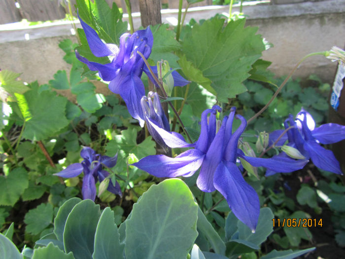 IMG_2635 - Flori de gradina-2014 Primavara