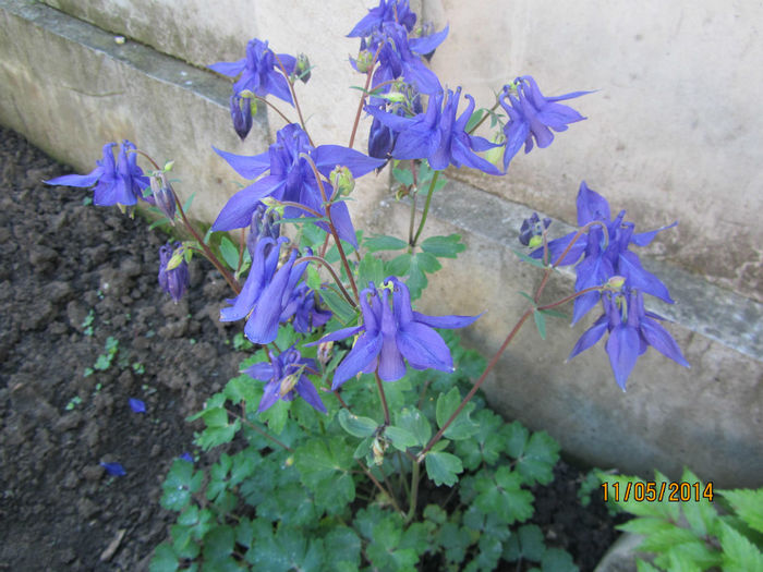 IMG_2648 - Flori de gradina-2014 Primavara
