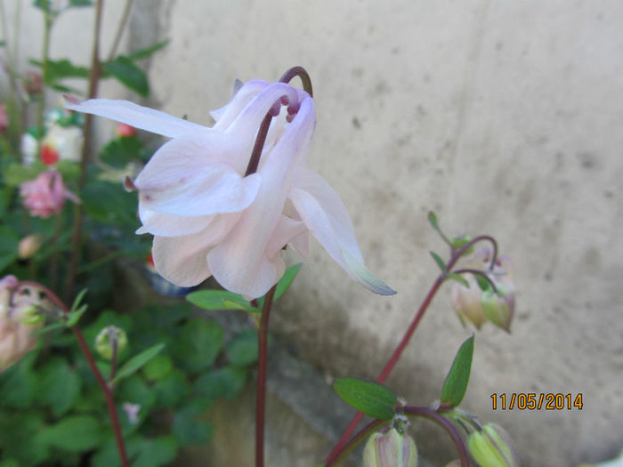 IMG_2685 - Flori de gradina-2014 Primavara