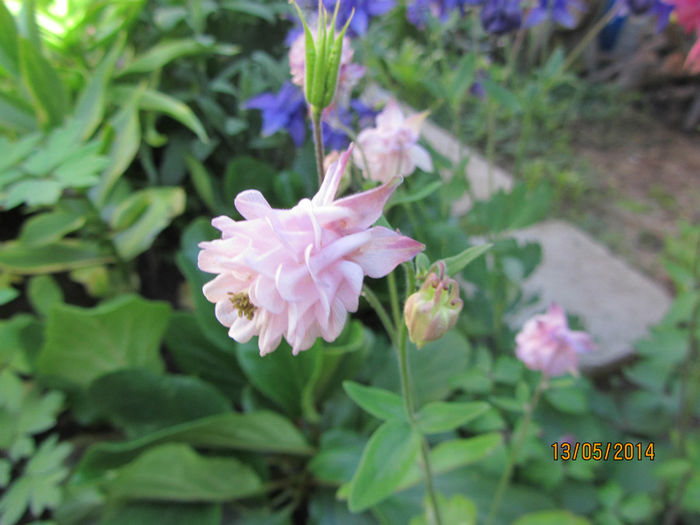 IMG_2703 - Flori de gradina-2014 Primavara