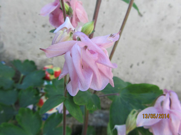 IMG_2708 - Flori de gradina-2014 Primavara