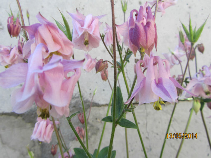 IMG_2709 - Flori de gradina-2014 Primavara