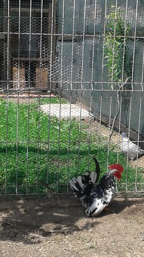 20140421_120451 - MICUTA FERMA FRUMOASA