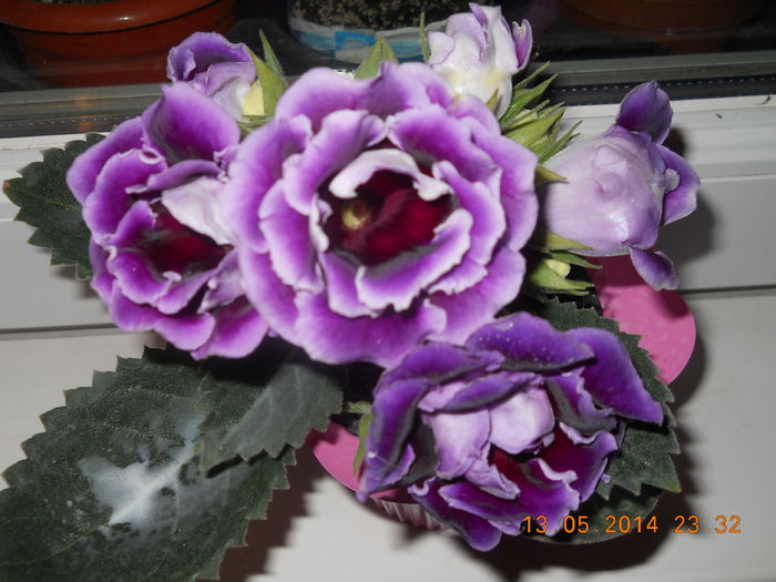 001 - GLOXINII 2014