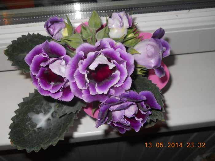 002 - GLOXINII 2014