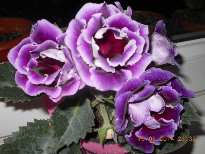003 - GLOXINII 2014