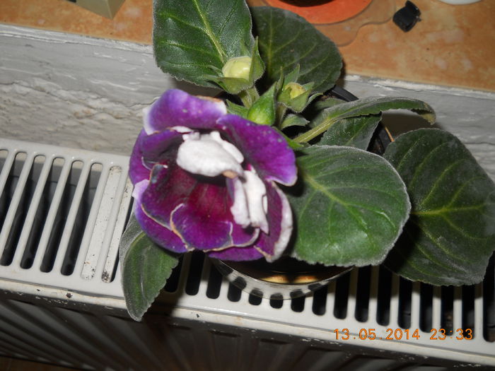 005 - GLOXINII 2014