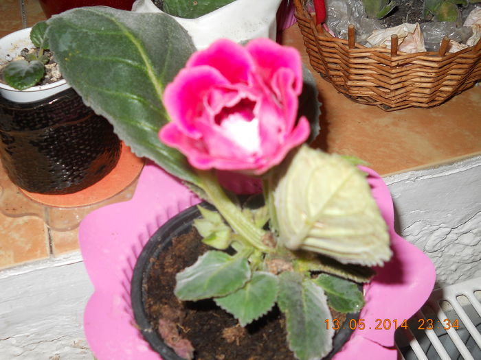 007 - GLOXINII 2014