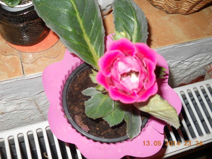 009 - GLOXINII 2014