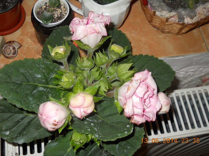 011 - GLOXINII 2014