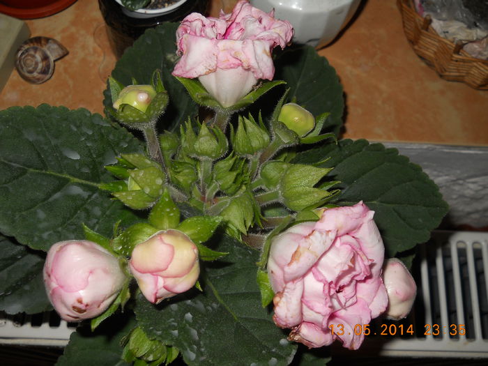 012 - GLOXINII 2014