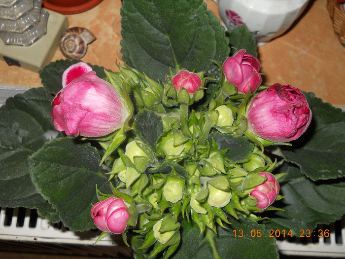 015 - GLOXINII 2014