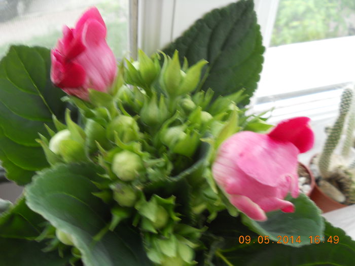 001 - GLOXINII 2014