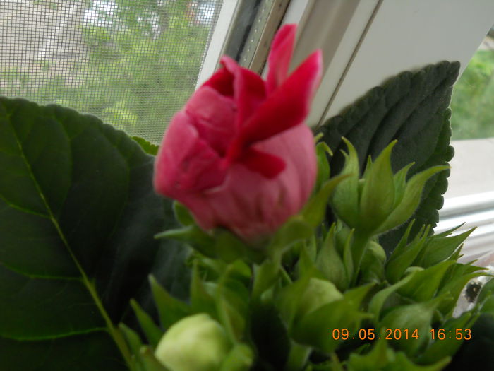 003 - GLOXINII 2014