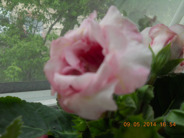 006 - GLOXINII 2014