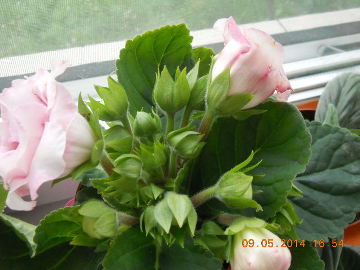 007 - GLOXINII 2014