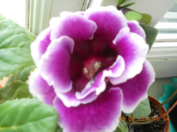 009 - GLOXINII 2014