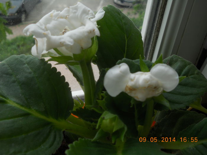 010 - GLOXINII 2014