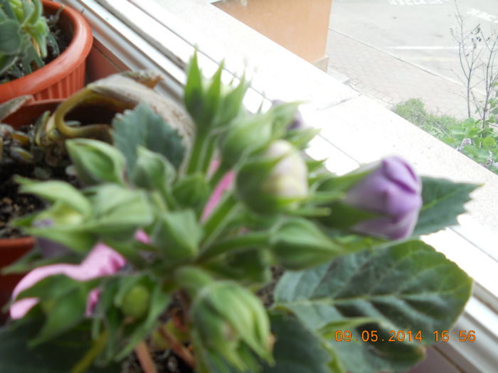 012 - GLOXINII 2014