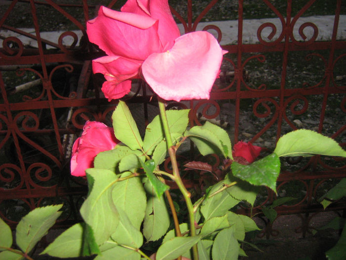 trandafiri 003 - Trandafiri in gradina mea
