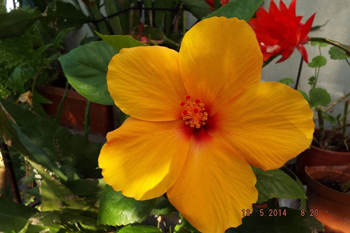 DSCF5657 - flori 2014