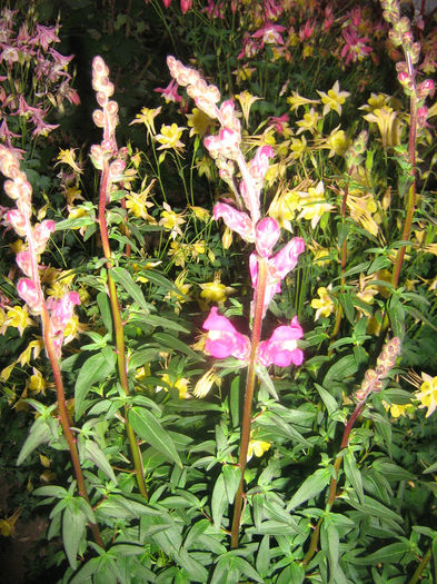 gura leului 002 - In gradina mea