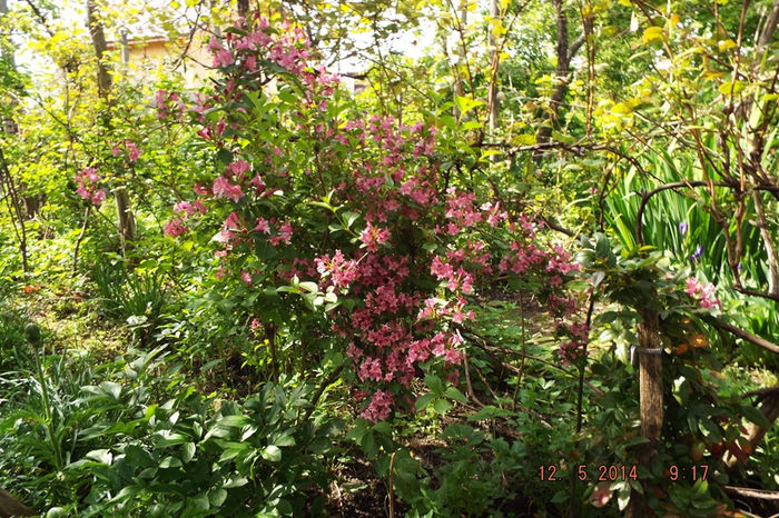 DSCF5633 - flori 2014