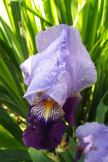 DSCF5664 - flori 2014