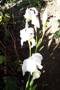 DSCF5659 - flori 2014