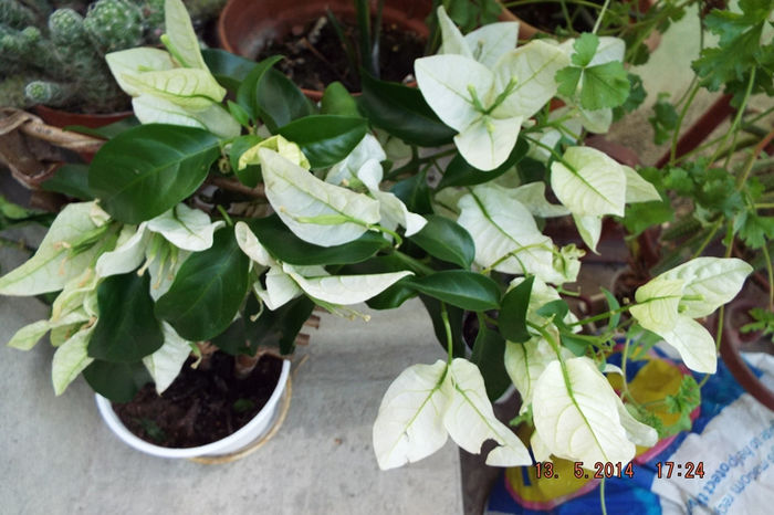 DSCF5695 - flori 2014