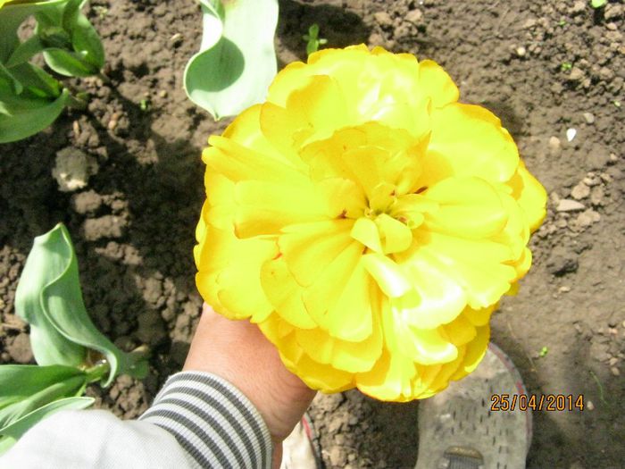 IMG_8228 - primavara 2014-plante de gradina