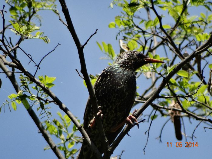 DSC03306 - Diverse vietati 2014