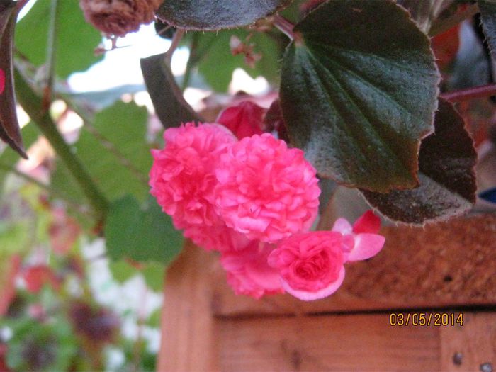 IMG_8305 - plante de ghivece