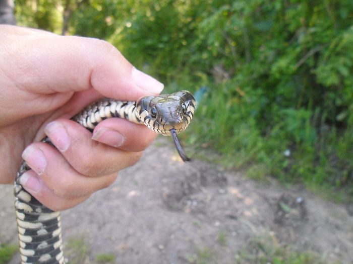 sarpe tinut de sora mea - DE PRIN NATURA