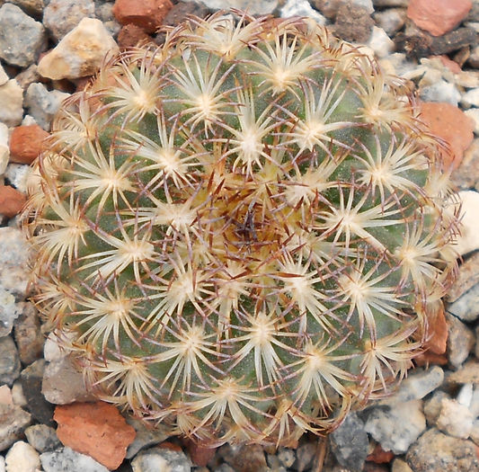 gymnocactus ysabellae - e-spinatii