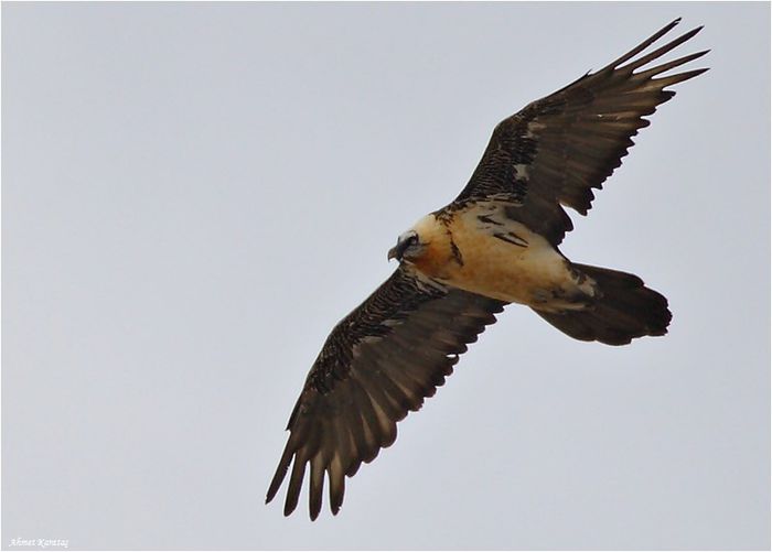 Zagan sau vultur barbos; (Gypaetus barbatus)
