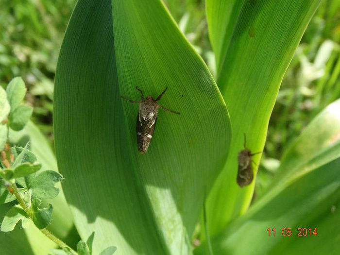 DSC03270 - Diverse insecte