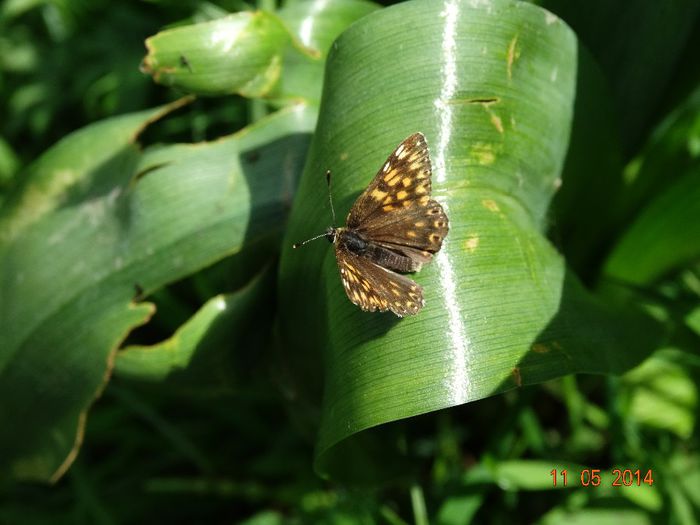 DSC03253 - Diverse insecte